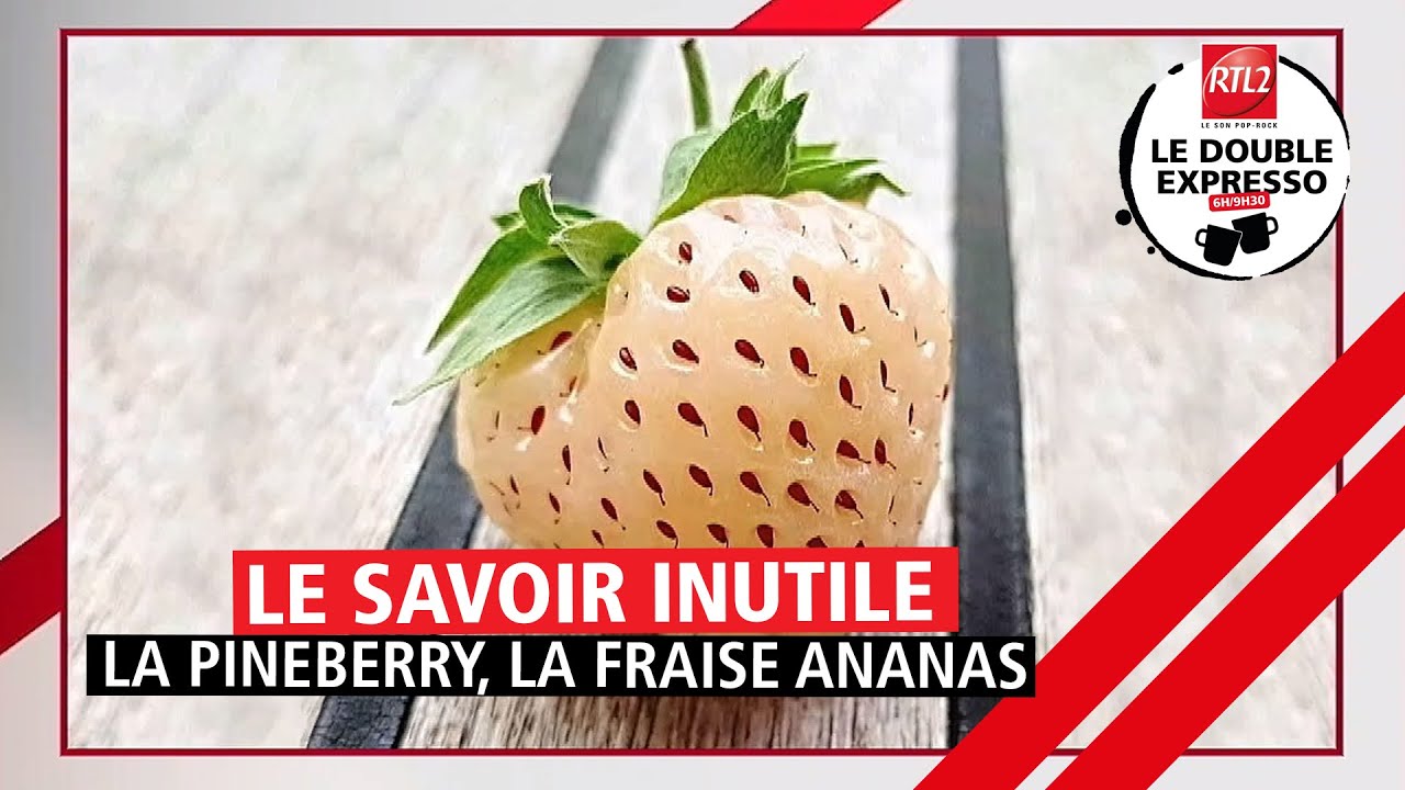 Le savoir inutile : La Pineberry, la fraise ananas (04/05/21)