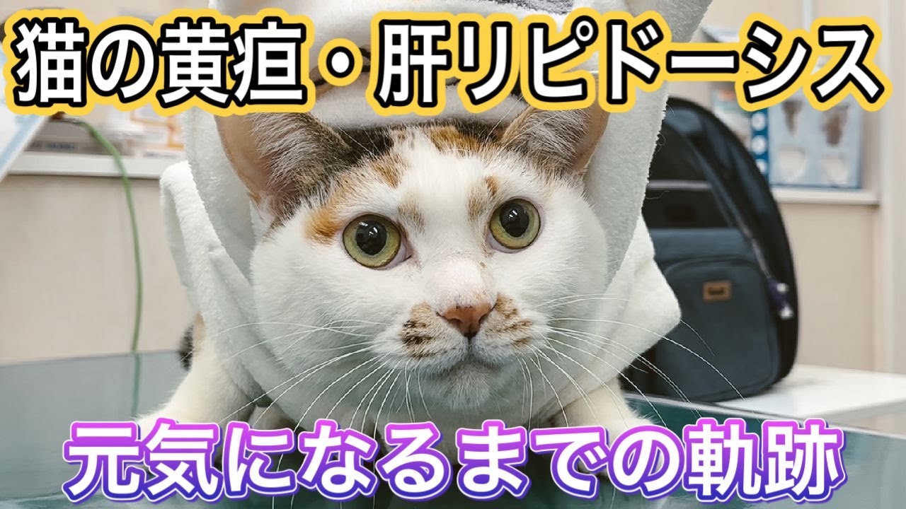 猫の胃ろうチューブで劇的に改善…！元気になって本当によかった【猫の黄疸・肝リピドーシス・胃ろうチューブ】