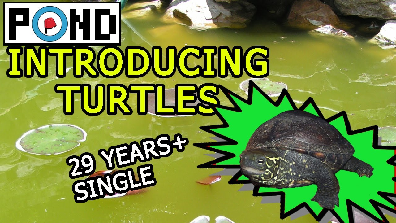 Introducing the Reeves Turtles. 29years+  Single