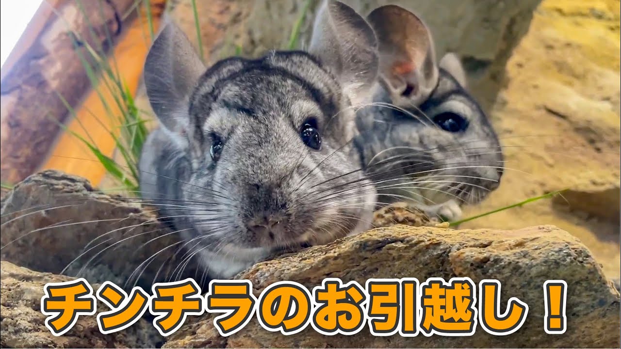 【動物園の裏側】チンチラのお引っ越し作業に密着しました。