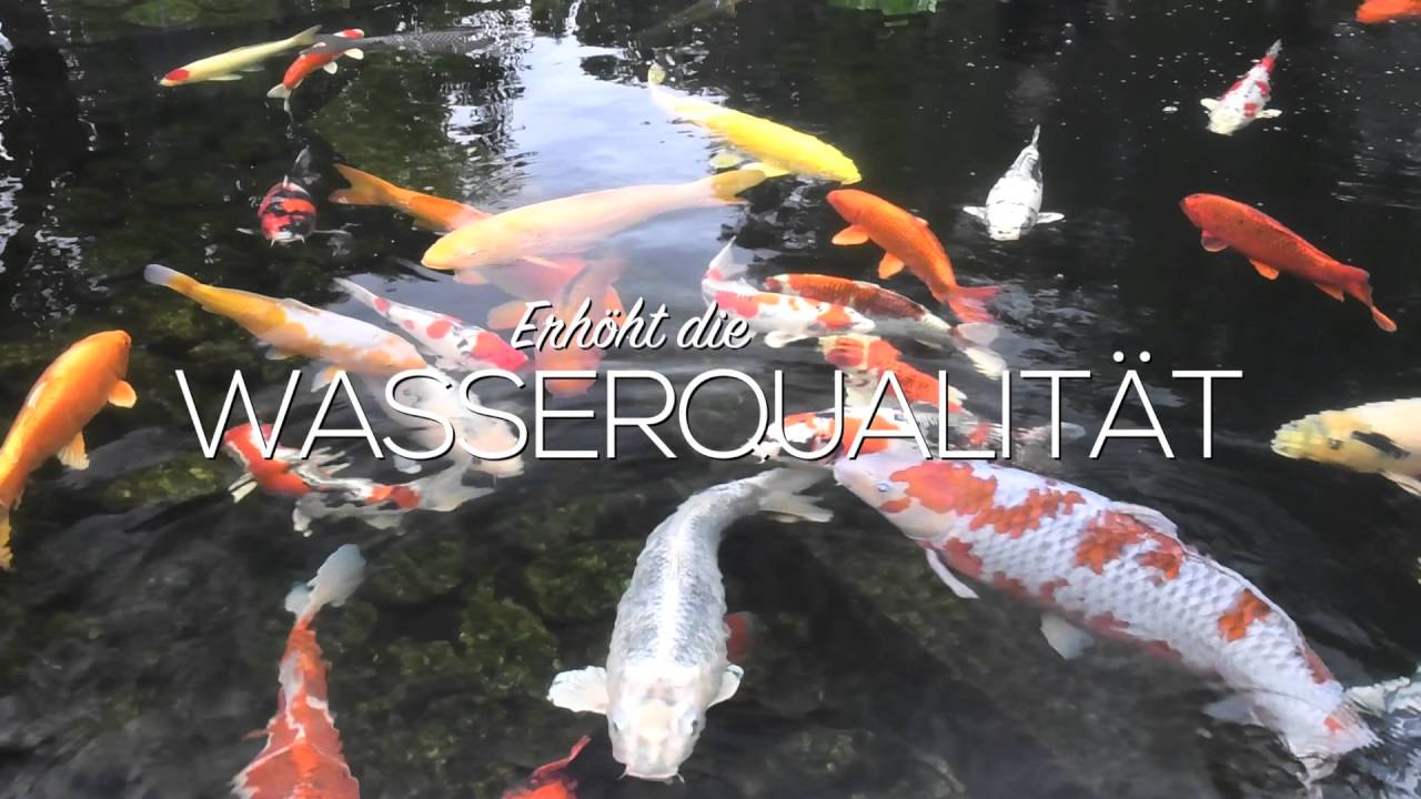 Fadenalgen im Gartenteich & Fischteich nat&uuml;rlich bek&auml;mpfen - kein Fadenalgenvernichter notwendig!