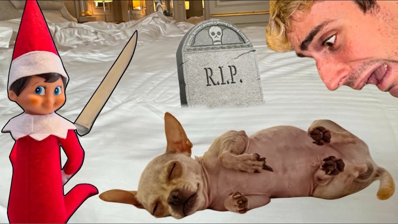 UN ELFO CATTIVO HA RAPITO IL NOSTRO CAGNOLINO?…😭😱