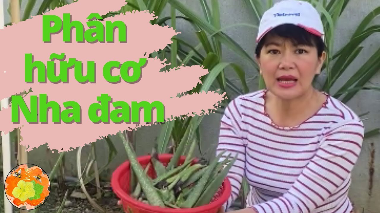 Cách làm phân bón hữu cơ từ Nha đam-Phân hữu cơ Nha Đam cũng là thuốc trừ sâu cực chất @vuonhuuco