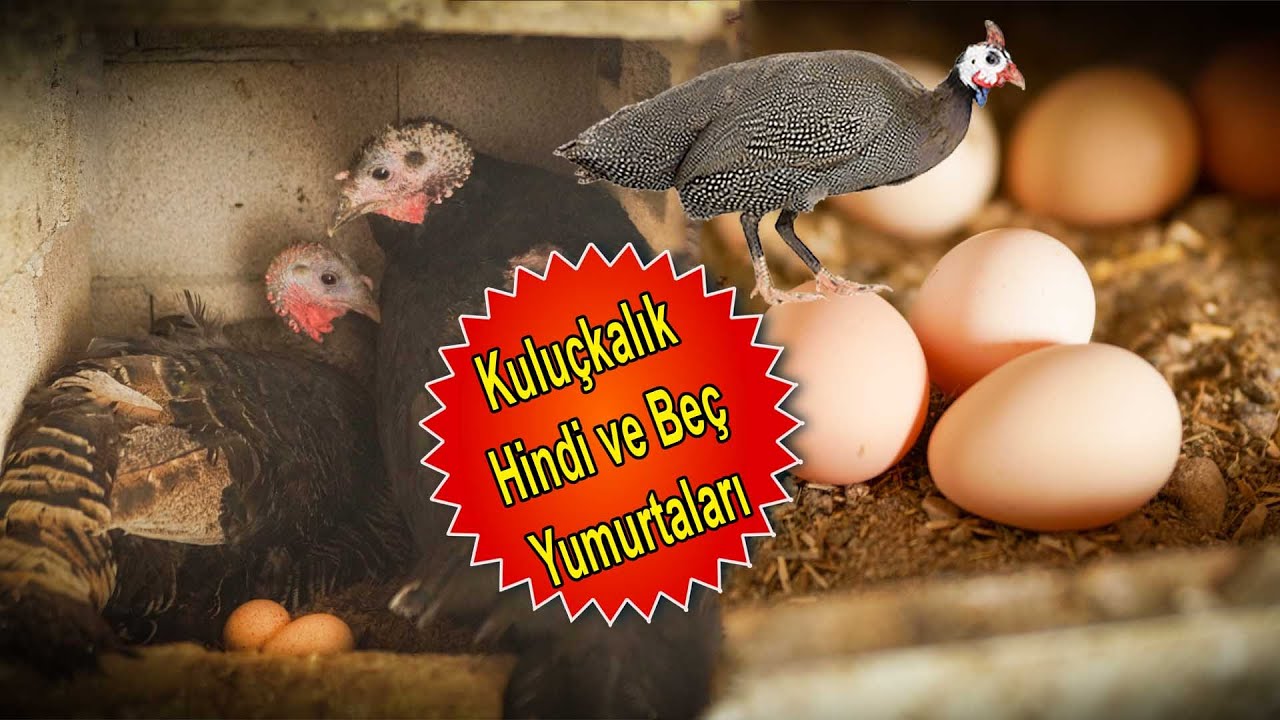 Beçler Yumurtaya Başladı - Kuluçkalık Hindi Yumurtası - Kuluçkalık Beç Tavuğu Yumurtası - Balıklar