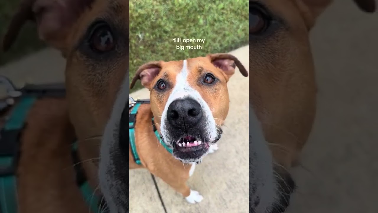He is too Pawfect!!! 🐶❤️#OffLeashK9Training #DogTrainerLife #PawfectPup #DogLovers #FurryCompanion