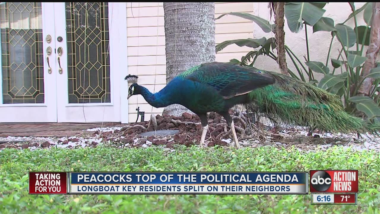 Peacocks are viewed as 
