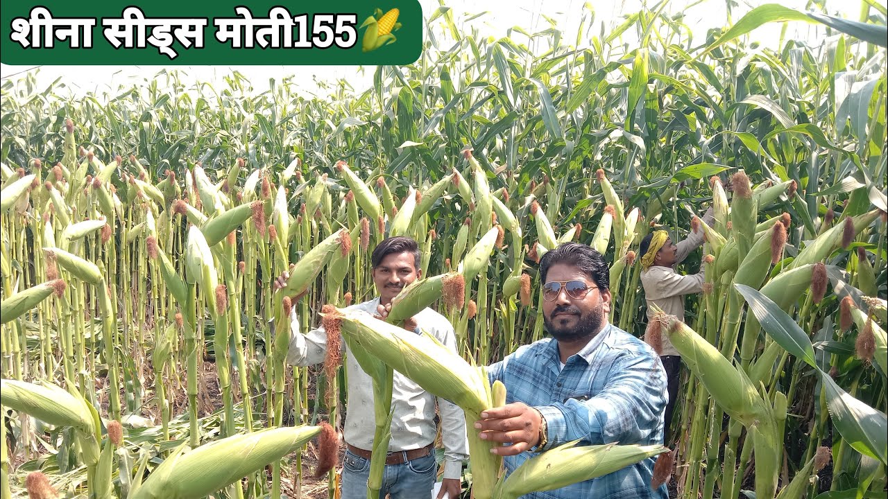 Sheena seed moti 155 maize सबसे जादा production 🥳