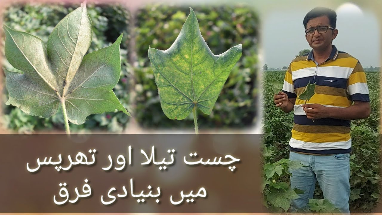 Difference between Jassid and Thrips in Cotton |  چست تیلا اور تھرپس  میں بنیادی فرق