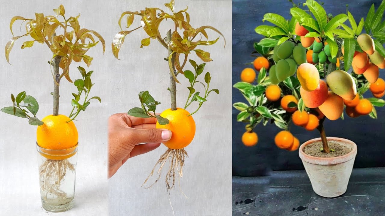 Unique Technique Grafting Mango Tree Using Orange Fruit Growing Faster | How To Grow Mango Tree