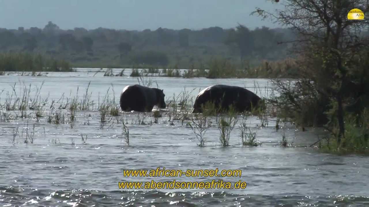 Best of Mana Pools Nationalpark, Simbabwe - © Abendsonne Afrika