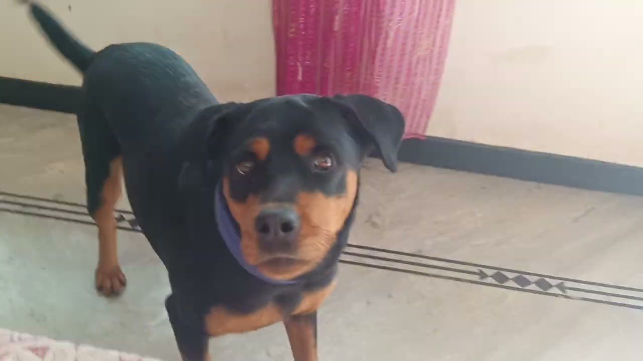 Dolly mummy se ladhti rhti hai 🐕🤣#youtube #video #rottweiler #dog #lover