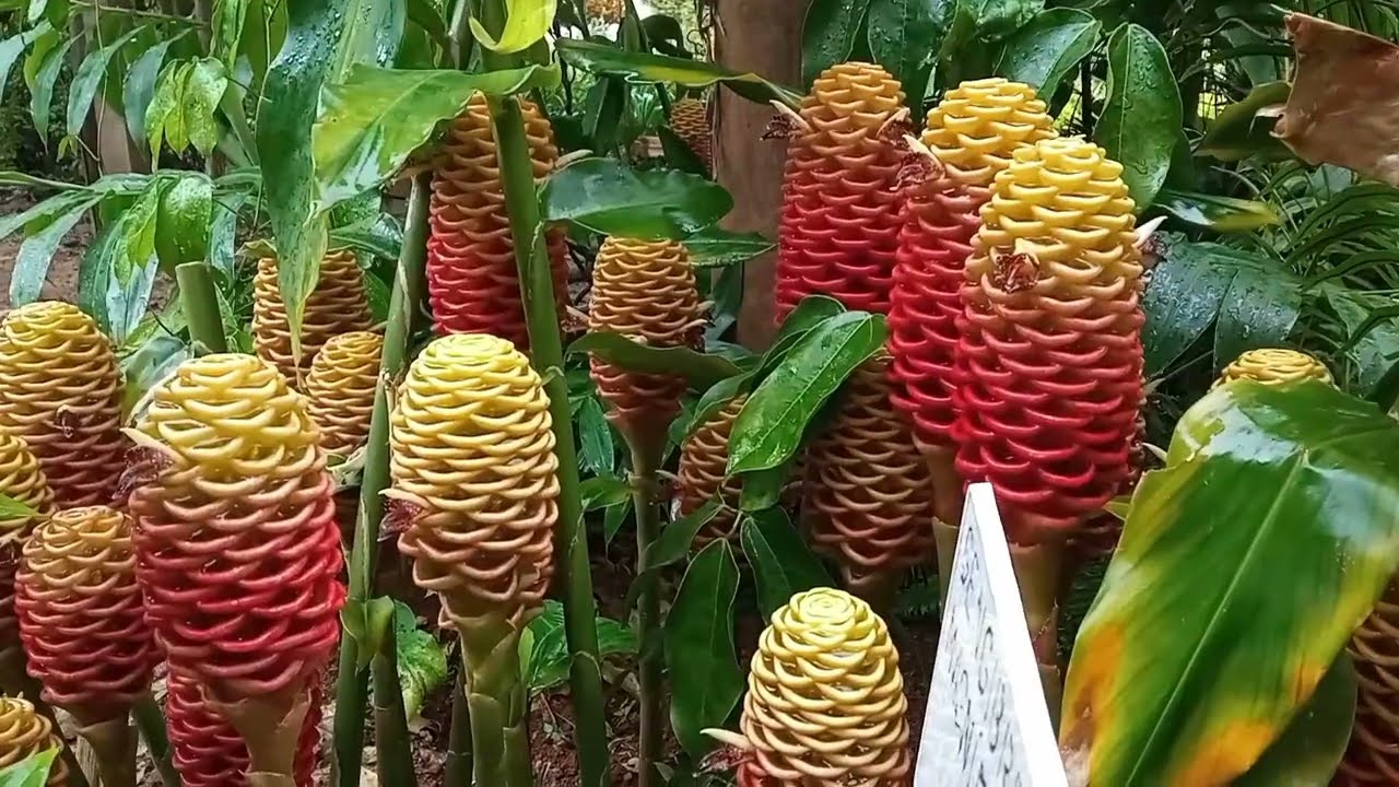 Gengibre magnífico - especial de 10 inscritos!