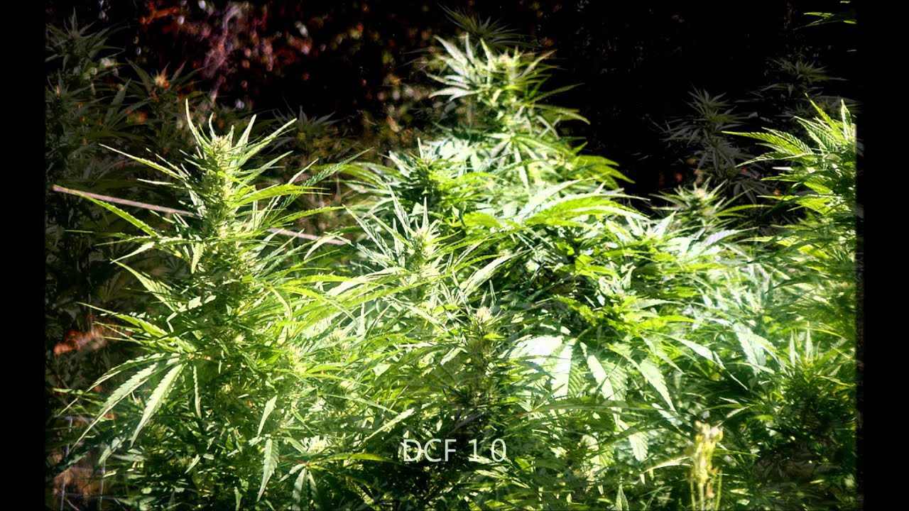 Outdoor Flower Initiator 2nd Report