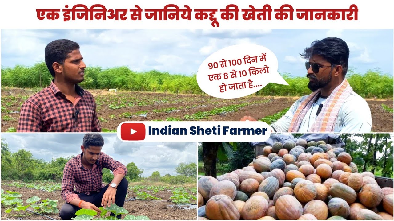 कद्दू की खेती की पुरी जानकारी || Kaddu ki Kheti ki Puri Janakari || #indianshetifarmer