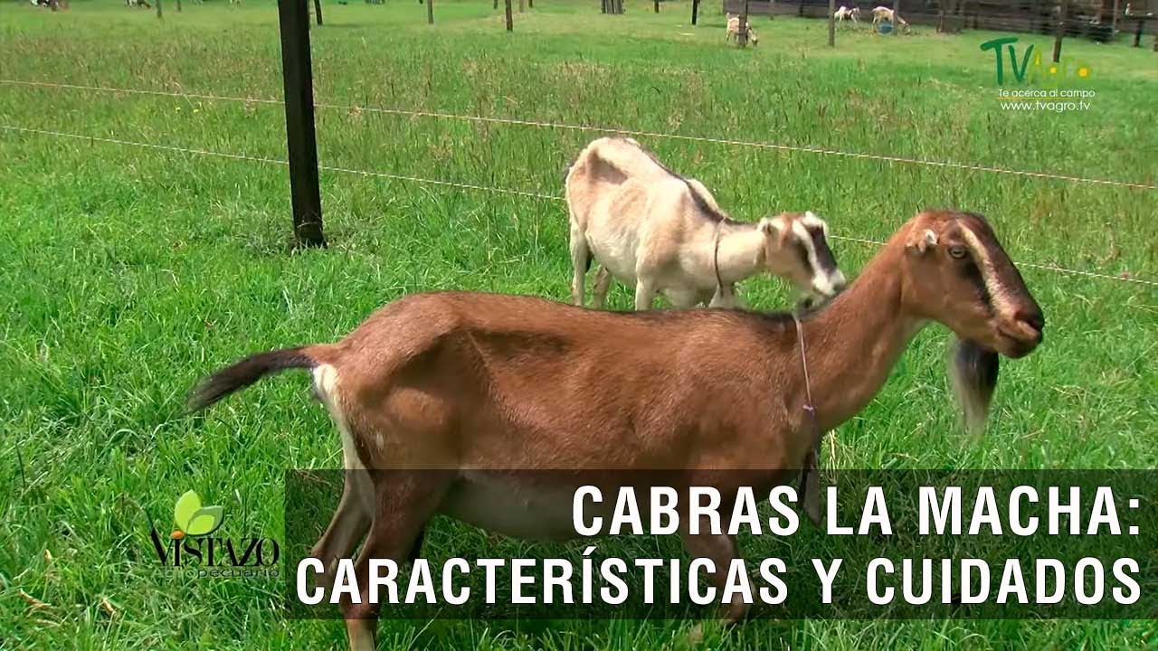 Cabras la mancha: características y cuidados - TvAgro por Juan Gonzalo Angel Restrepo
