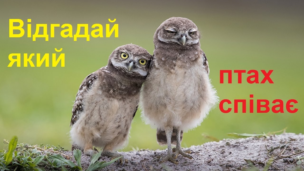 Відгадай пташку за її голосом/пізнавальне відео про спів птахів/звуки та назви птахів для дітей