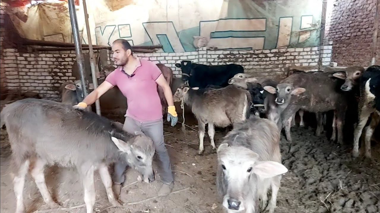 اعداد الماشيه في الزياده وازاي بنوفر في اكل الحيوان علشان نكسب farming routine