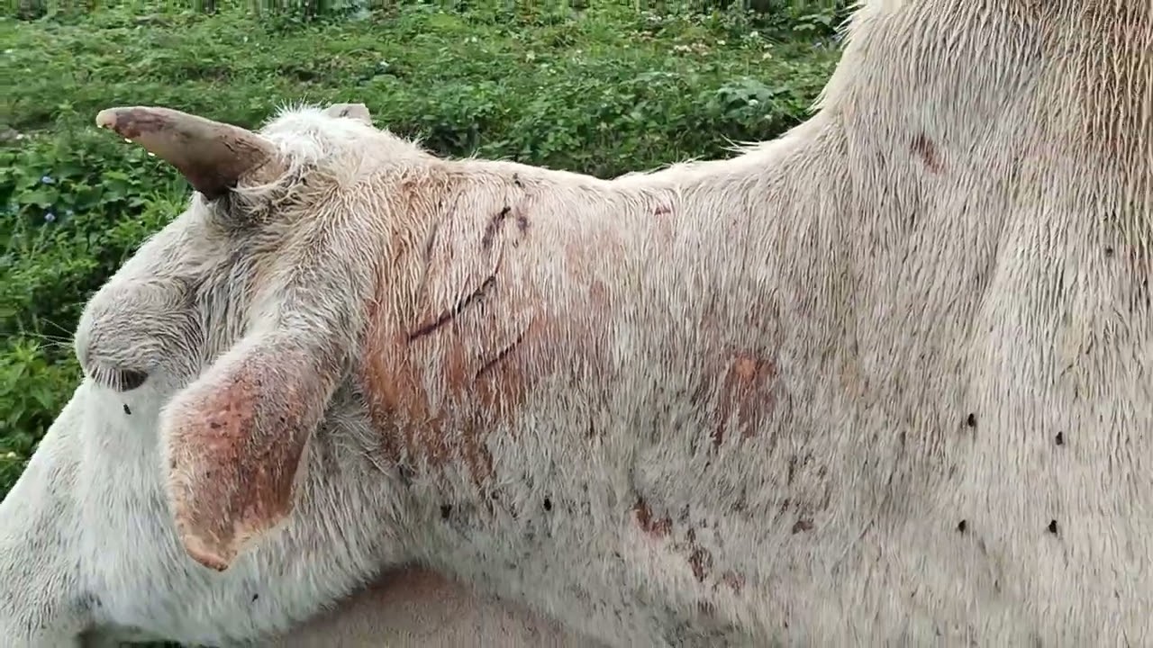 ऐक बार बुग्याल में शेर ने किया गाय को घायल 🐂🐂🐂🦁🦁🐯🐯🙏🙏🙏🙏👍👍👍