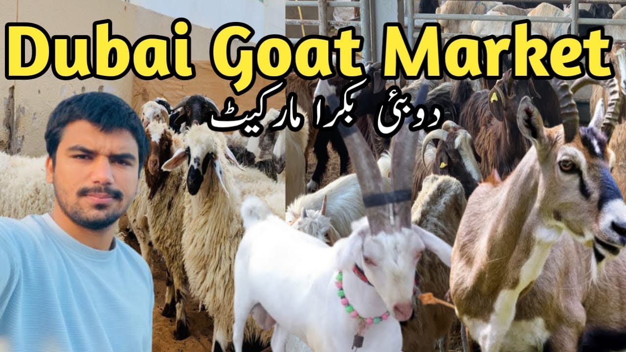 Dubai Livestock Goatmarket 2025|| Ajman livestock Goat Market || Cheapest Goat Market Farm in Dubai
