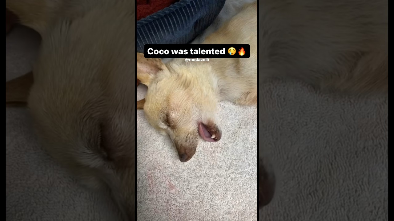 Coco Had Many Opps 💔