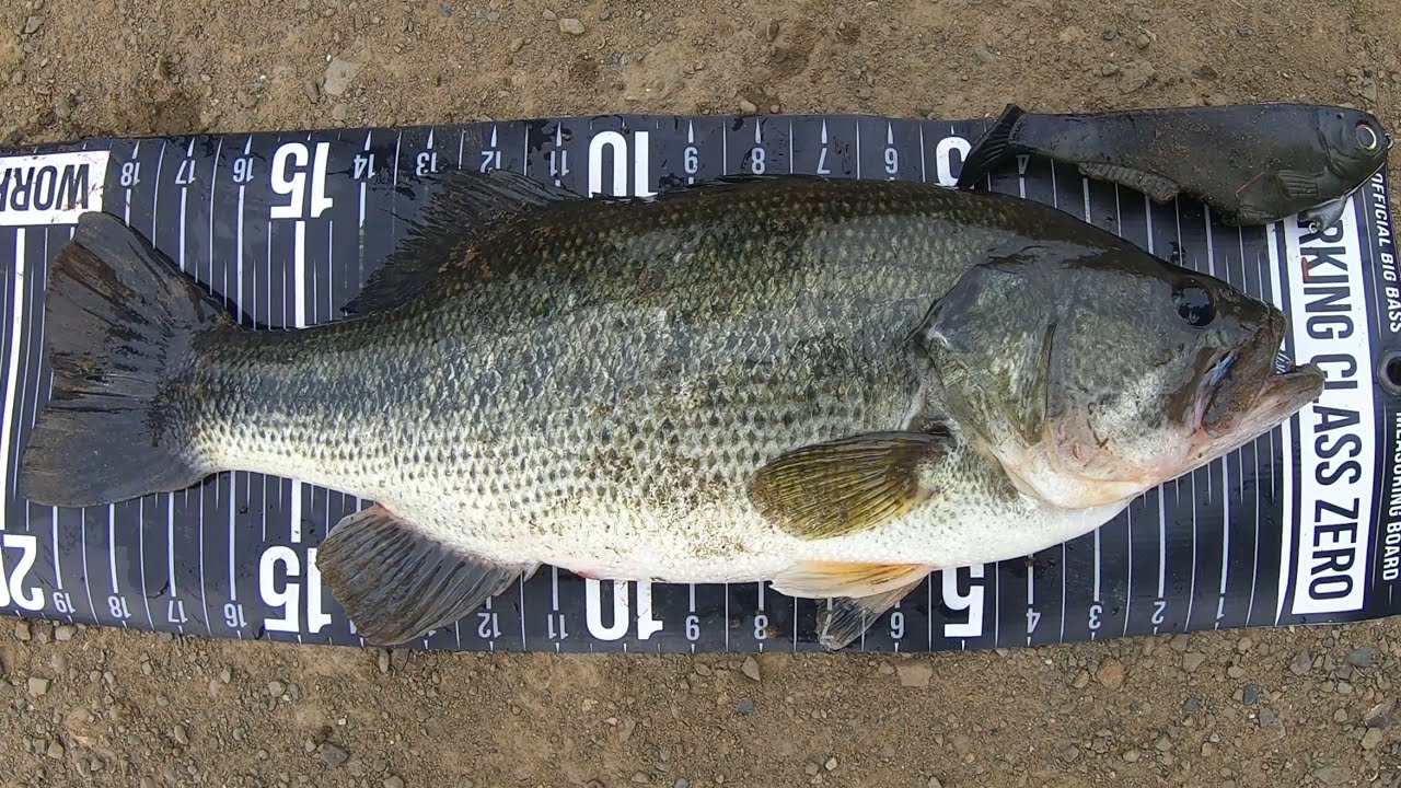 Catching my biggest working class zero citizen bass!!