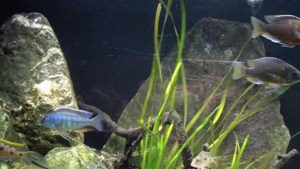 Malawi haps 150x50x60 400 litri