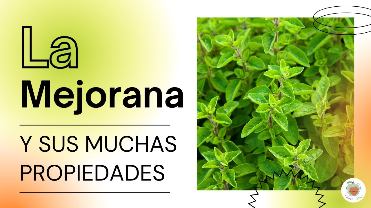 LA MEJORANA y sus MUCHOS BENEFICIOS