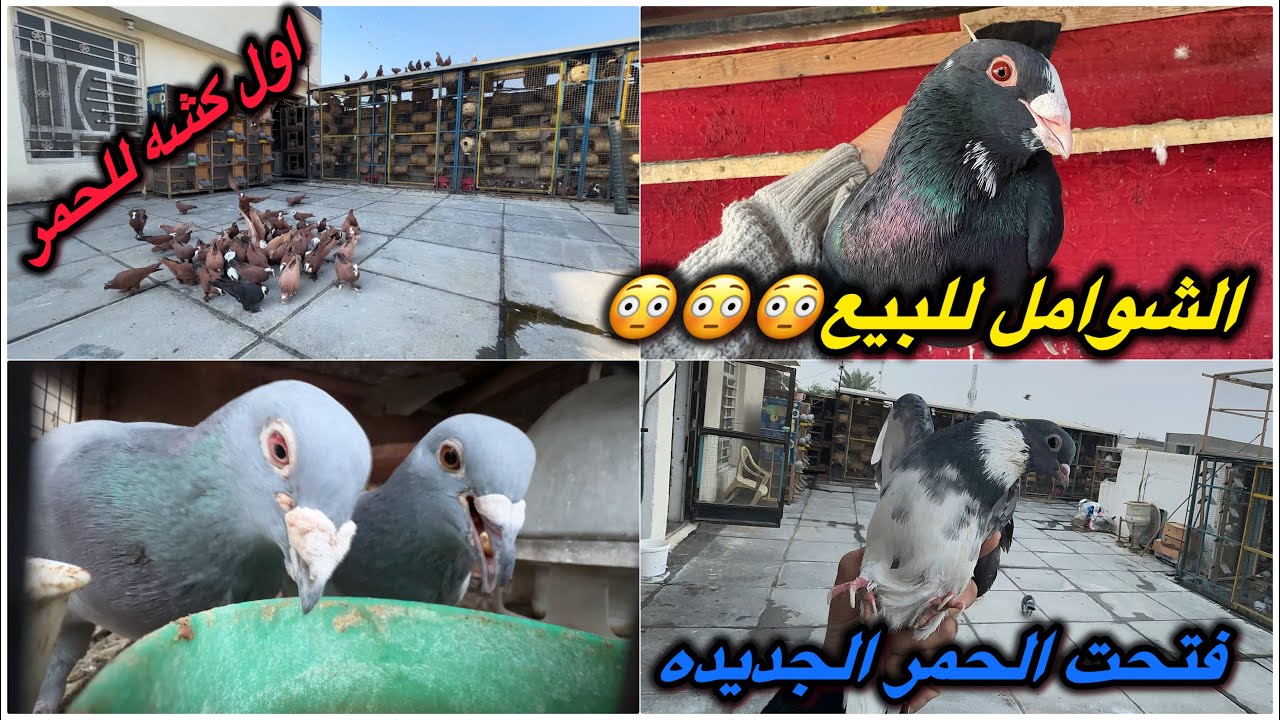 الشوامل للبيع😳اول كشه للحمر❤️فتحت الحمر مال النهروان❤️❤️