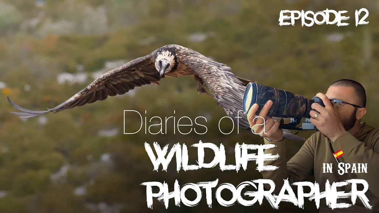 Diaries of a Wildlife Photographer in Spain: photographing Vultures in the Pyrenees