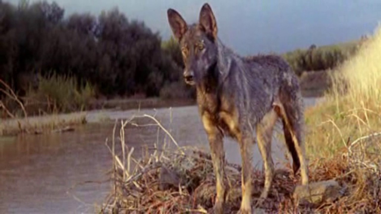 Romulus i Remus 1961  Lektor