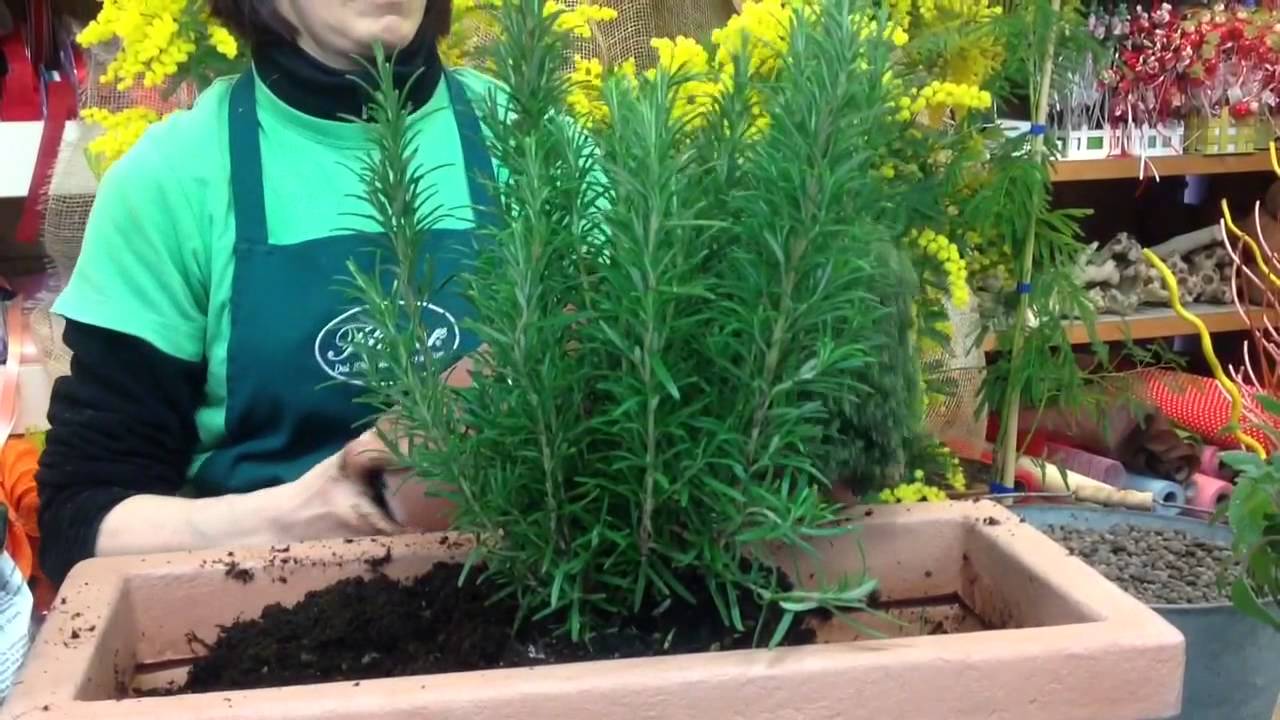 Rinvaso delle piante #aromatiche