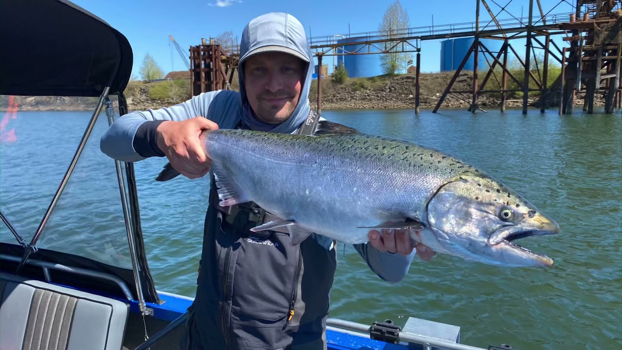 Big BRIGHT Early April Willamette River Spring CHINOOK Salmon Fishing // Head Of Multnomah Channel