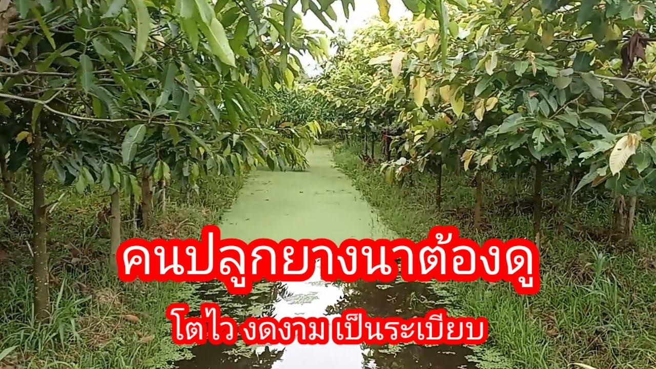 สวนป่าที่สวยงาม!! มียางนา พะยูง ปลูกแซมแหนแดงในร่อง สร้างรายได้ดี