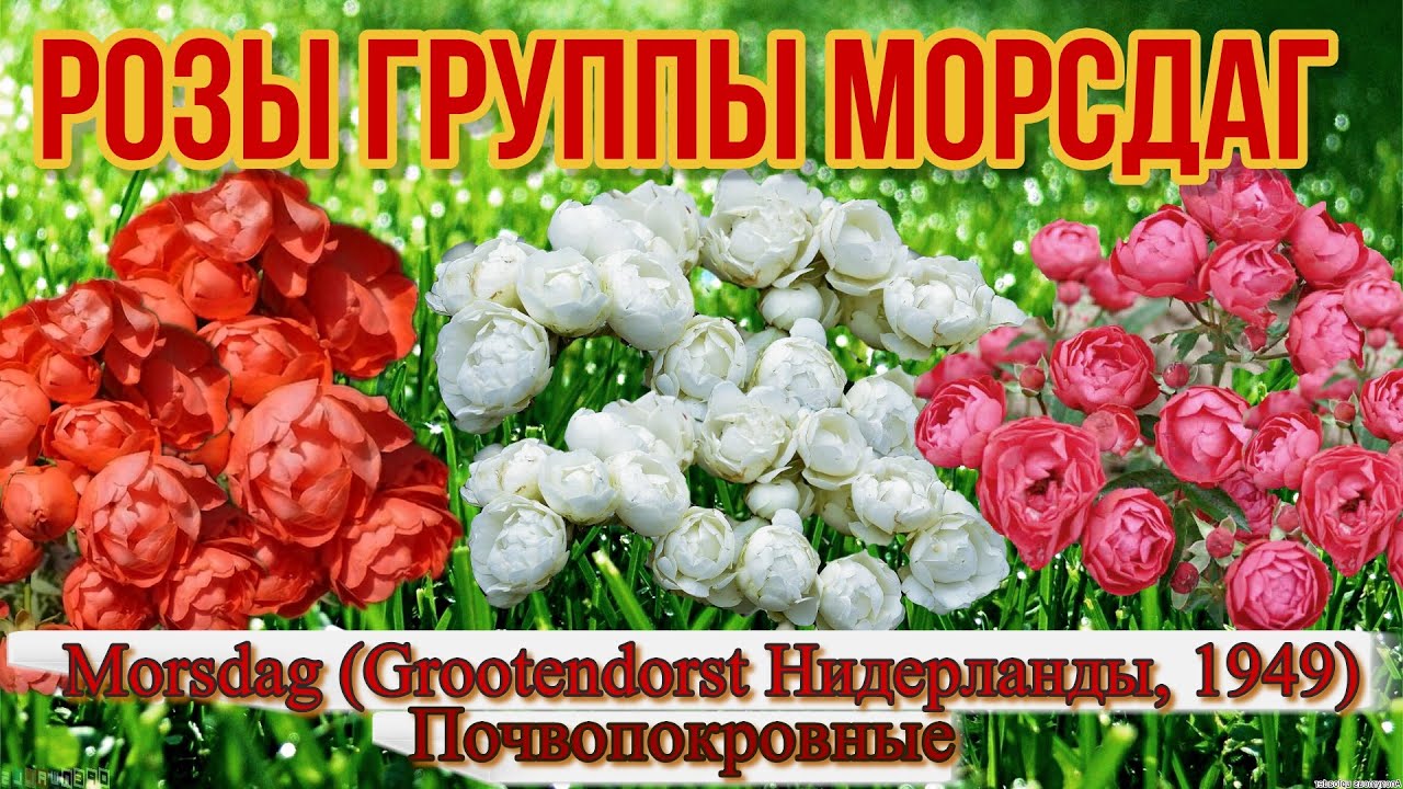 Видео обзор роз группы Морсдаг ( Почвопокровные) Morsdag (Grootendorst Нидерланды, 1949)