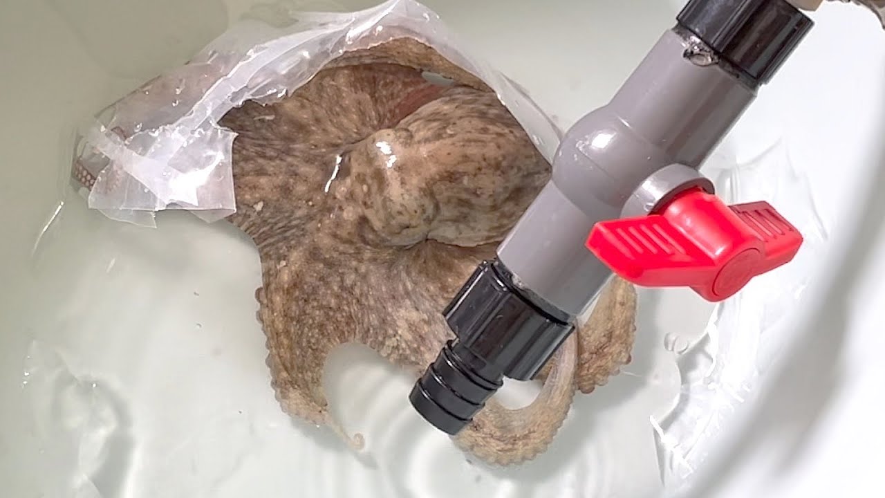 我买了一只章鱼在家里养，过程却让人很伤心！章鱼｜八爪鱼｜水族｜Octopus