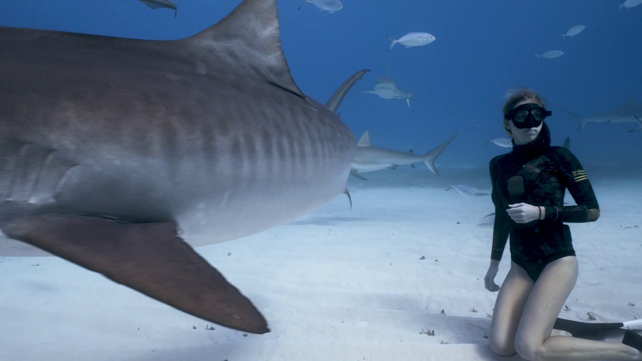 Diver Has Close Encounter With Tiger Shark in the Bahamas