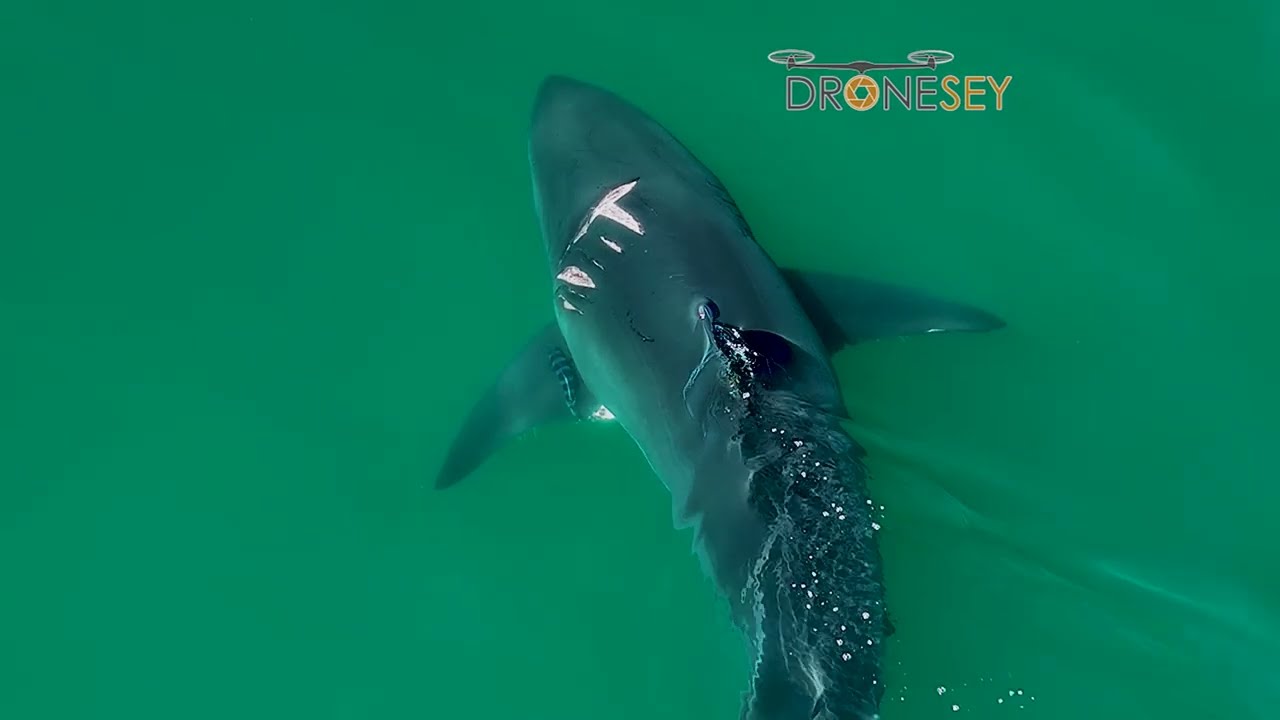 Great White Shark with Nasty Wounds and Pilot Fish!