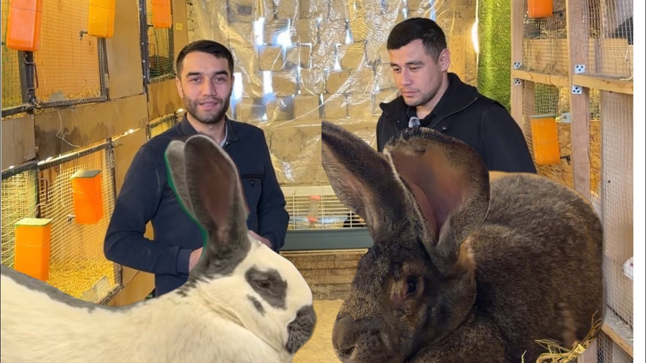 QUYON BIZNESI FLANDR VA STRAKACH JA/SU FERMASIDA MIZ #samarqand 