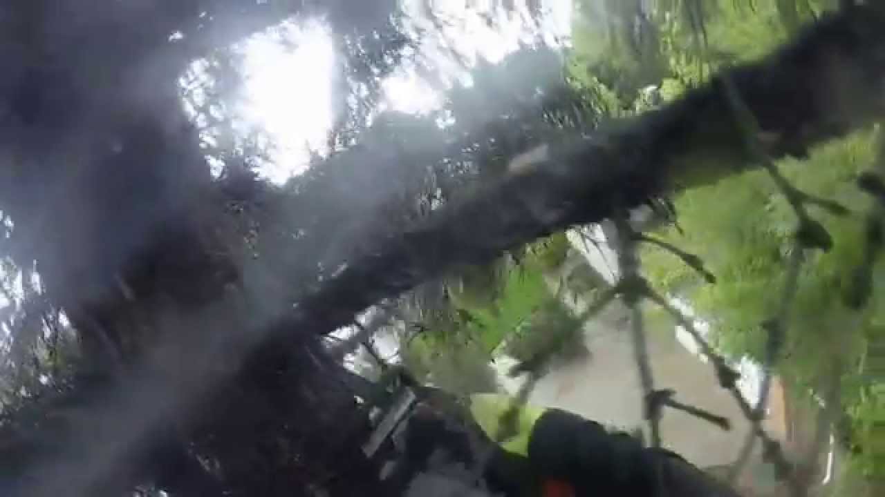 The Tree Whisperer Video