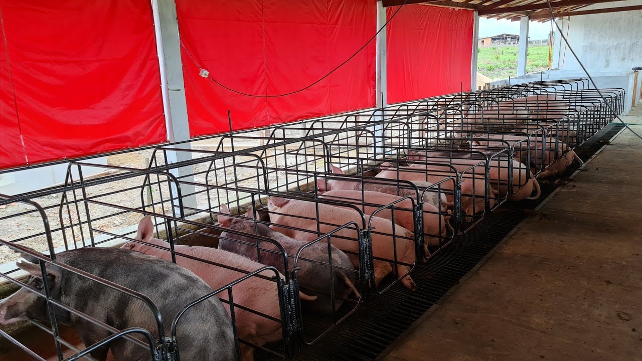 Visitamos à Granja Paixão, um espetáculo!