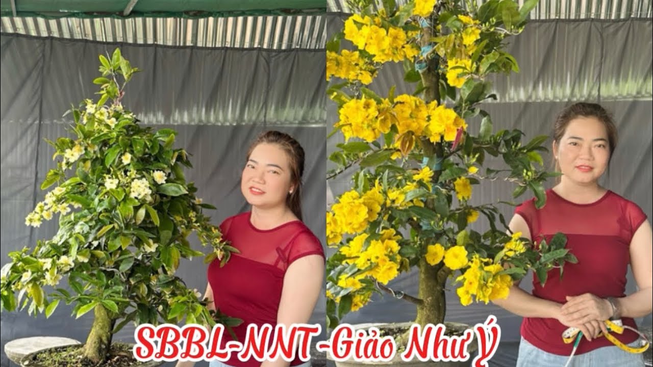 Giảo Như Ý-Siêu Bông Bình Lợi-Nhị Ngọc Toàn-7/3/26-Vườn Mai Thùy Trang.