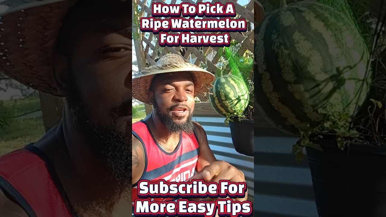 How to Tell When a Watermelon Is Ripe | 3 Easy Signs for Sweet, Juicy Melons! #Growingwatermelon