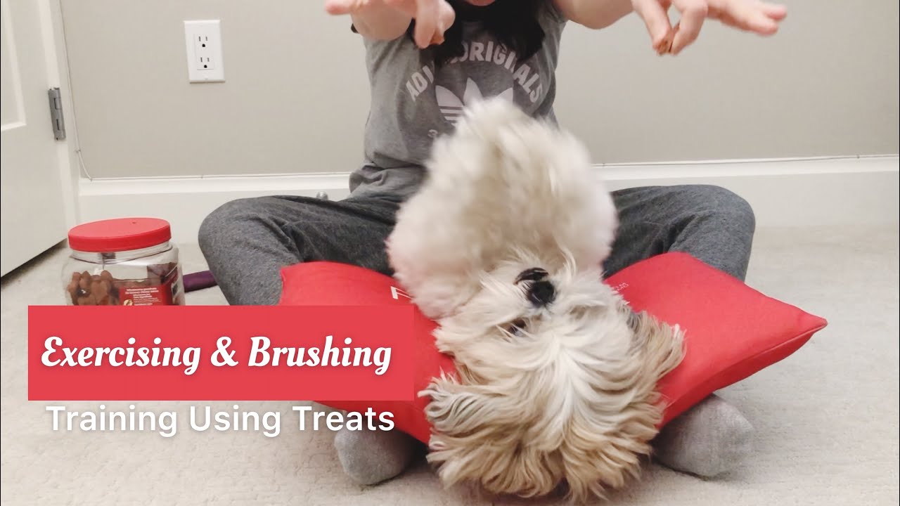 [shih tzu] Let's do some exercise before brushing