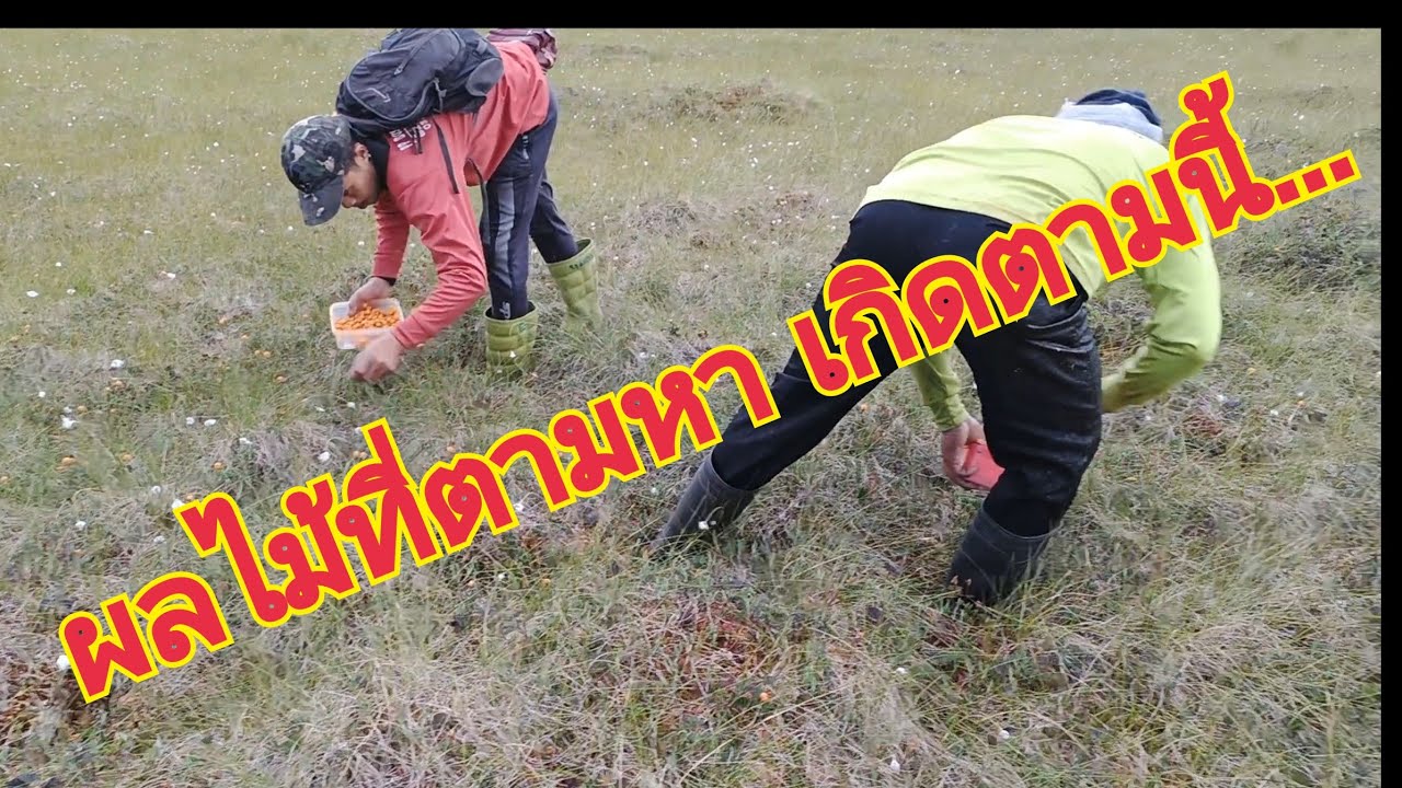 ทีมงานซำสูง...เก็บผลไม้เมืองนอก.พ่อพญาทรงพะล้า...