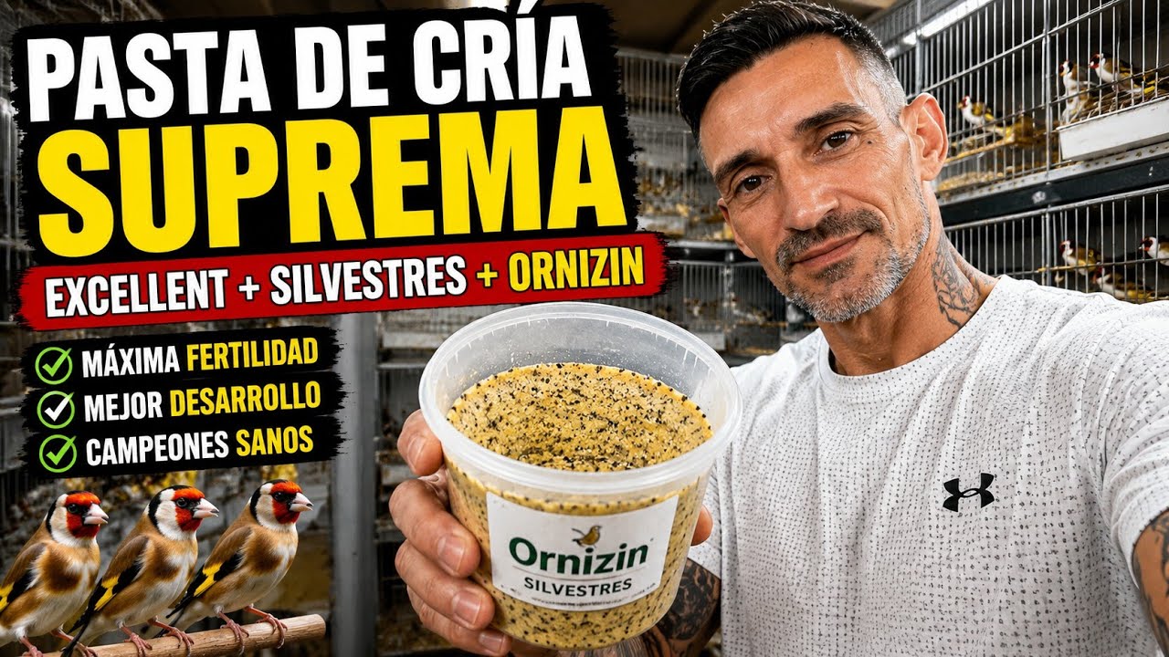 🥇 PASTA de CRÍA SUPREMA : EXCELLENT + SILVESTRES + ORNIZIN  | JILGUEROS PARVA CAMPEONES | AVIARIOMFA