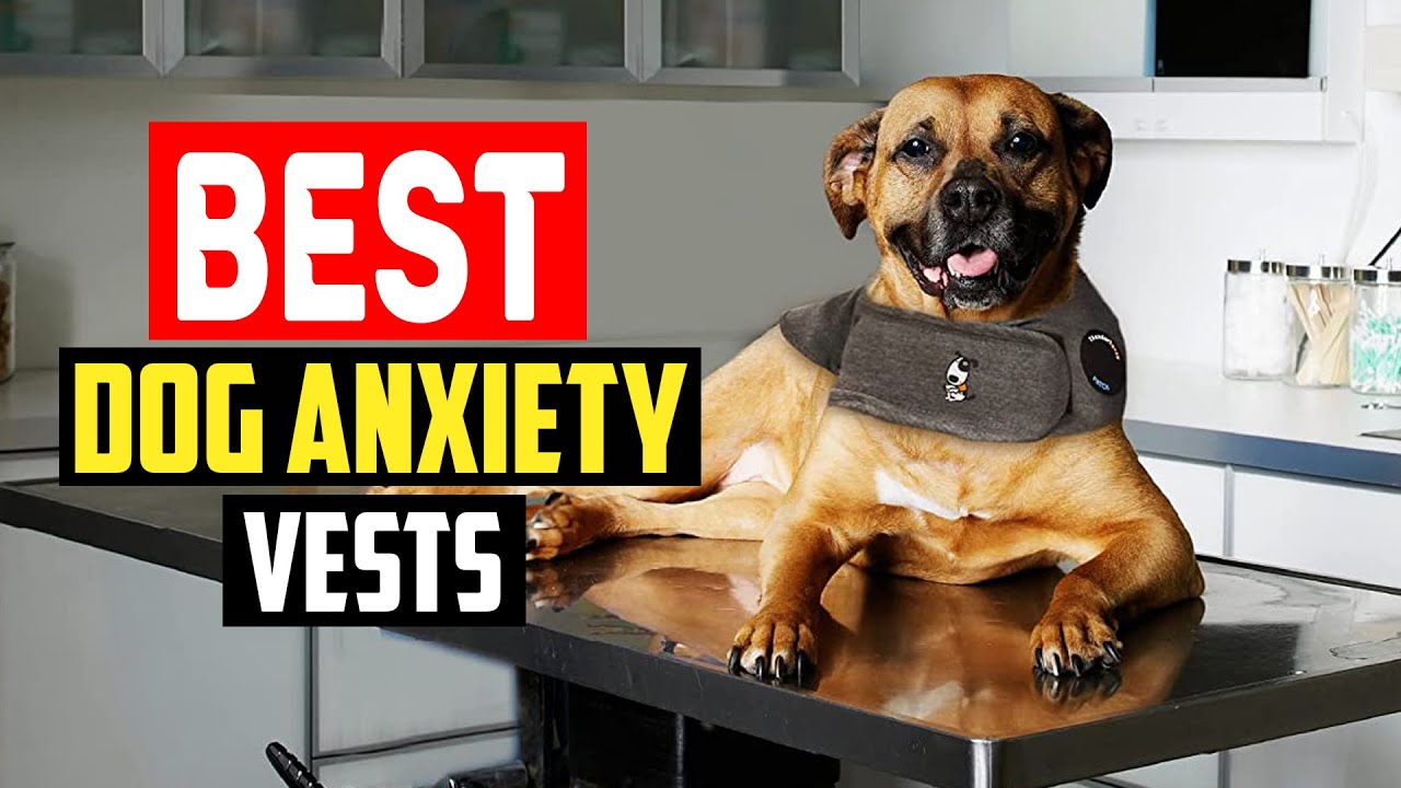 ✅Top 5 Best Dog Anxiety Vests of 2025