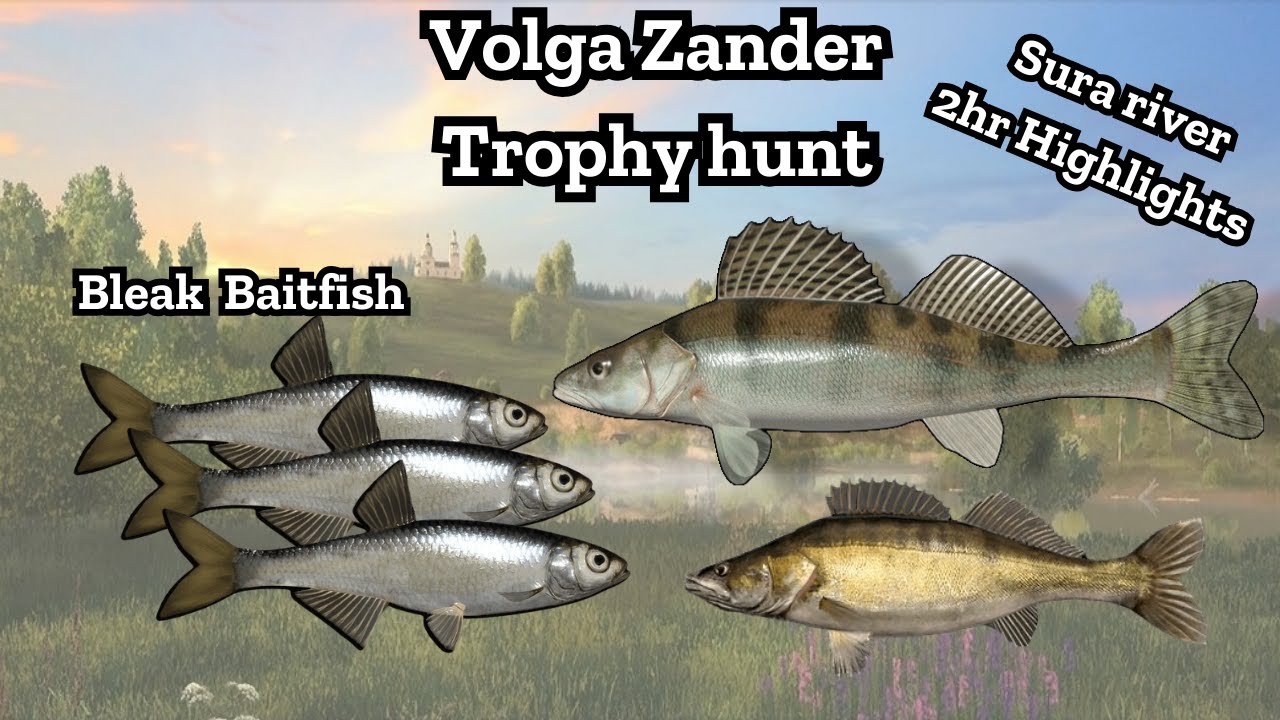 Sura river Volga zander Highlights | Russian fishing 4 | Nanstein | rf4 | Baitfish #russianfishing4