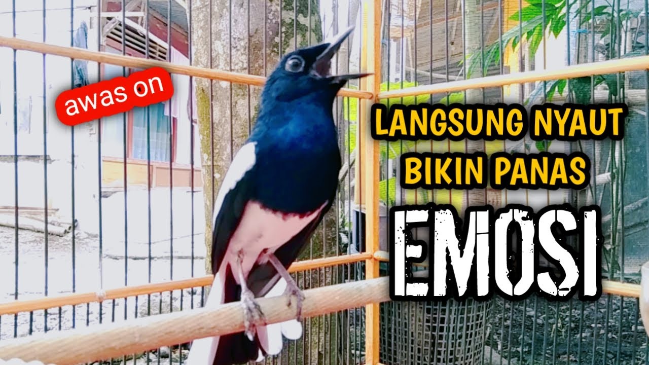 LANGSUNG NYAUT BIKIN PANAS EMOSI AWAS KACERMU ON !! PANCINGAN KACER GACOR PASTI NYAUT AMPUH.