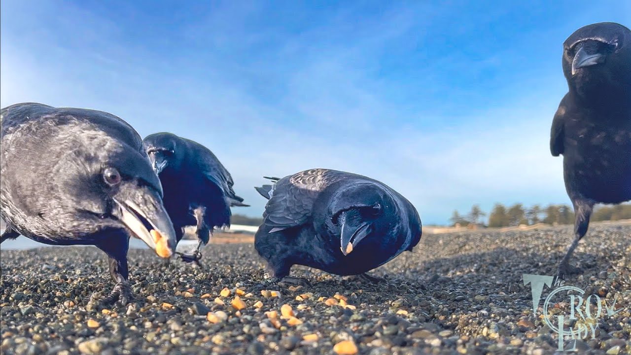 Crow Cam: Beach Combers