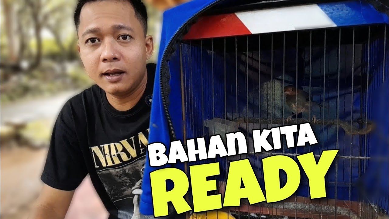 PRENJAK BAHAN PREMIUM ‼️ Tips rawatan Burung prenjak agar Cepat Bunyi